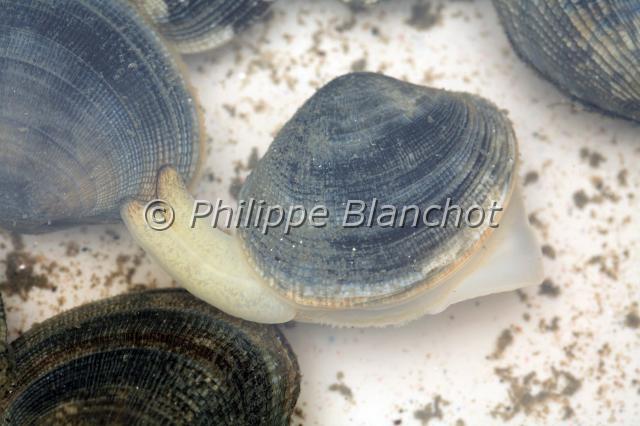 ruditapes philippinarum.JPG - Palourde japonaiseRuditapes philippinarumJapanese carpet shell or Manila clamMollusque bivalve, VeneridaeGolfe du MorbihanFrance